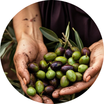 Olive Harvesting