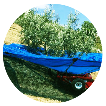 Olive harvesting umbrellas