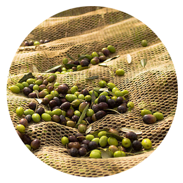 Filets / Toiles pour la récolte des olives