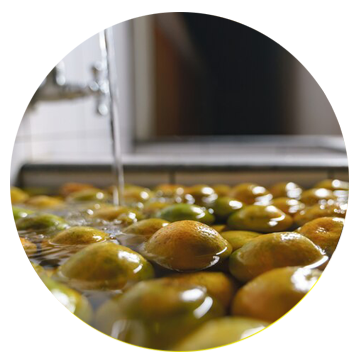 Réception et lavage des olives